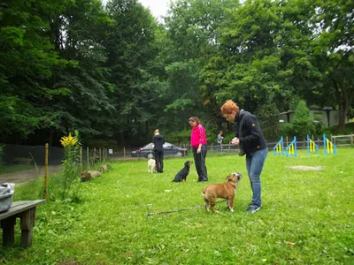 Wibrys - Szkolenie Psów, Behawiorysta Gdańsk